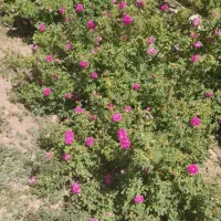 نهال گل محمدی با ریشه