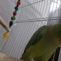 طوطی ملنگو|پرنده|آبادان, |دیوار