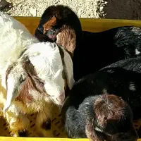 بزغالە پاکستانی