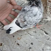 کفتر پرشی|پرنده|ساوه, |دیوار