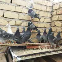 کفتر|پرنده|مرودشت, ژیان|دیوار