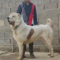 آلابای/سگ /گله ای /نگهبانی/م|سگ|تهران, سعادتآباد|دیوار