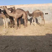 هاشی شتر|حیوانات مزرعه|یزد, |دیوار