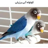 یه جفت طوطی برزیلی آماده تخم