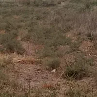 فروش-زمین-مسکونی-عمله-سیف