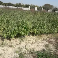 نهال شلیل حسنپوری کرس|گل و گیاه طبیعی|ساری, |دیوار