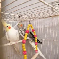 عروس هلندی جفت
