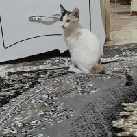 واگذاری فوری رایگان گربه ماده خیلی آروم و بغلی