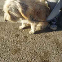 شیتزو|سگ|یاسوج, |دیوار