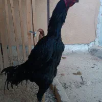 تخم مرغ لاری اوشامو