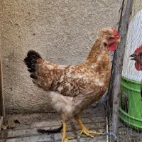خروس کاکلی پنج ماهه