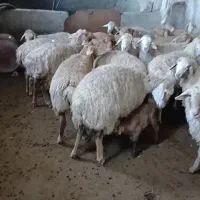 گوسفند|حیوانات مزرعه|قشلاق دشت, |دیوار