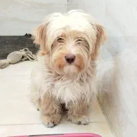 سگ مالتیپو