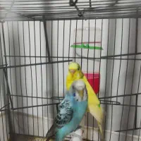 مرغ عشق|پرنده|ایذه, |دیوار