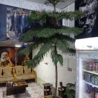 گل مطبق 4متری