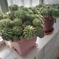 گل کاکتوس|گل و گیاه طبیعی|پیر بکران, |دیوار