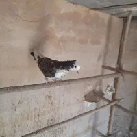 جوجه گرفتنی