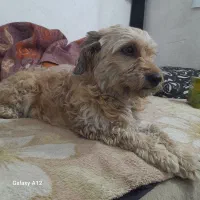 برای جفت گیری