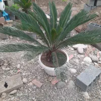 سیکاس