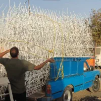 شاخ گوزنی و کنگره