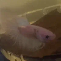 ماهی فایتر قیمت مناسب|ماهی|بن, |دیوار