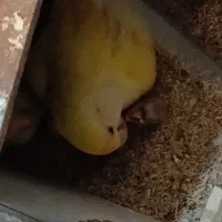 طوطی برزیلی تخم گذار