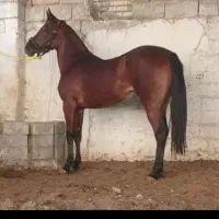 مادیان خالص عرب