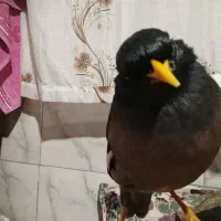 جوجه مرغ مینا نر 5 ماهه دستی با قفس|پرنده|قدس, شهرقدس|دیوار