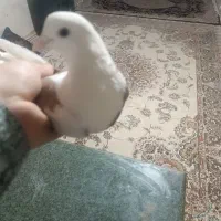 کفتر تهرانی شازده