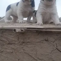 واگزاری توله آلبای اصل خت خون بالا با زمانت