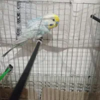 یک عدد مرغ عشق صد هزار تومان