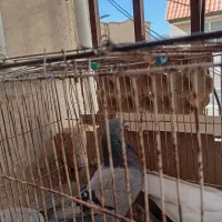 کبوتر|پرنده|ایوان, |دیوار