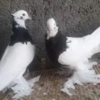 پرنده کبوتر