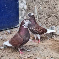 کبوتر