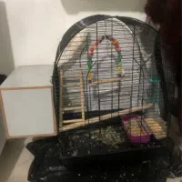 دو عدد قفس عروس هلندی