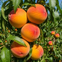 خرید نهال هلو هسته‌جدا با میوه درشت و بازارپسند