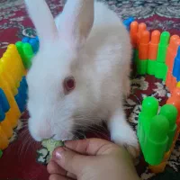 بچه خرگوش