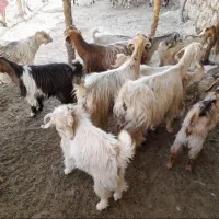 فروش بز