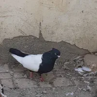 کفتر سینه سیاه نر