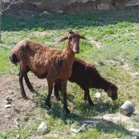 میش بره جوان