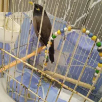 مینا سخنگو جوان ۱۵۰۰۰۰۰تومان