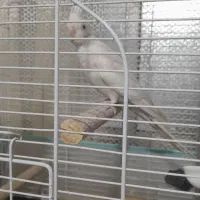 طوطی عروس آلبینو مولد|پرنده|رشت, نظری|دیوار