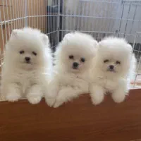 پامرکده سگ پامر خرسی اورجینال.پامرانین عروسکی|سگ|شیراز, فرهنگ شهر|دیوار