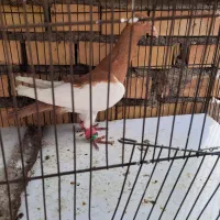 کبوتر ابلغ سبز نروماده وساده سیاه ویهودی زرد