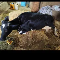 خرید و فروش گاو افتاده و کسل حال