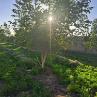 باغ و زمین مسکونی|فروش زمین و ملک کلنگی|خاوه, |دیوار