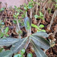 ادنیوم آدنیوم بنسای|گل و گیاه طبیعی|اصفهان, مهدی آباد|دیوار