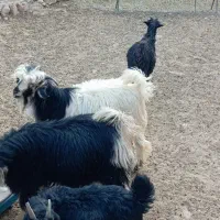 کهره و بره|حیوانات مزرعه|منج, |دیوار