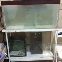 ۲۰ عدد بچه فلاورباکس دونه ای ۱۰ تومن|ماهی|مشهد, گوهرشاد|دیوار