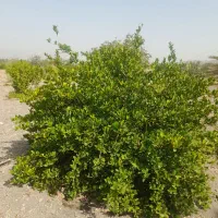 دوهکتارباغ-درروستابرنطین